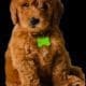 Golden Doodle puppies for sale
