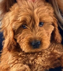 Golden doodle breeders best toys for golden doodle puppies