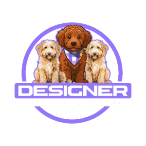 Designer Mini Golden Doodle Puppies for sale