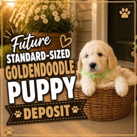 standard size goldendoodle puppies for sale