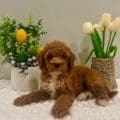 Golden puppies orlando