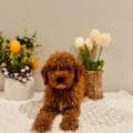 mini golden doodle puppies