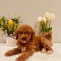mini goldendoodle puppies georgia