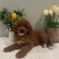 golden doodle breeders in georgia