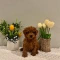 toy goldendoodle puppies for sale