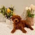 mini golden doodle puppies near me