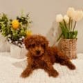 micro mini golden doodle
