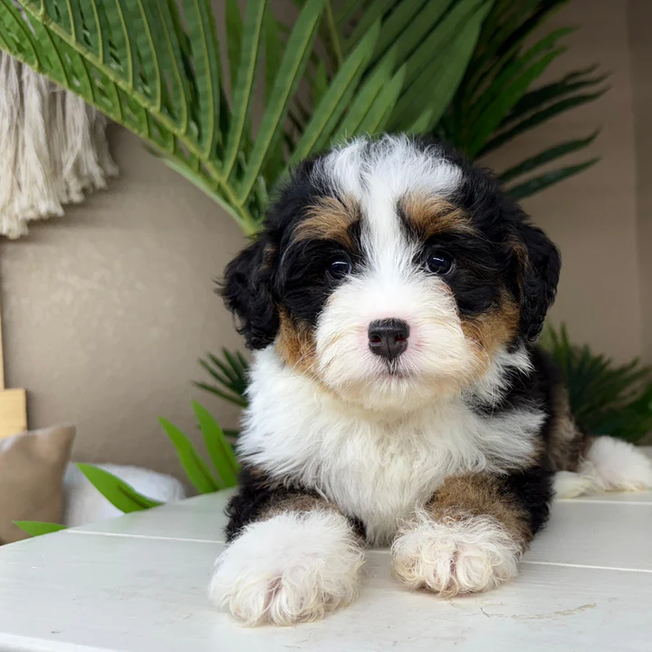 mini bernedoodle for sale