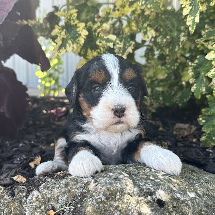 mini bernedoodle for sale
