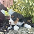 mini bernedoodle for sale