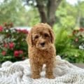 mini doodle puppies near me