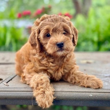 mini doodle puppies near me mini goldendoodles for sale