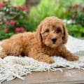 mini golden doodle breeders near me