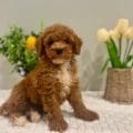 mini golden doodle puppies in miami