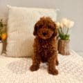 mini goldendoodle puppies