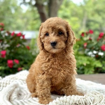 mini goldendoodle puppies