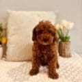 mini goldendoodle puppies georgia