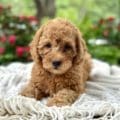 mini goldendoolde puppies virginia