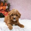 micro mini goldendoodle
