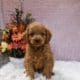 micro mini goldendoodle