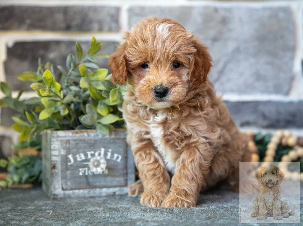 Mini Goldendoodle breeders in Georgia