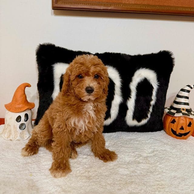 Mini Goldendoodle breeders in Georgia
