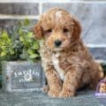 micro mini golden doodles near me