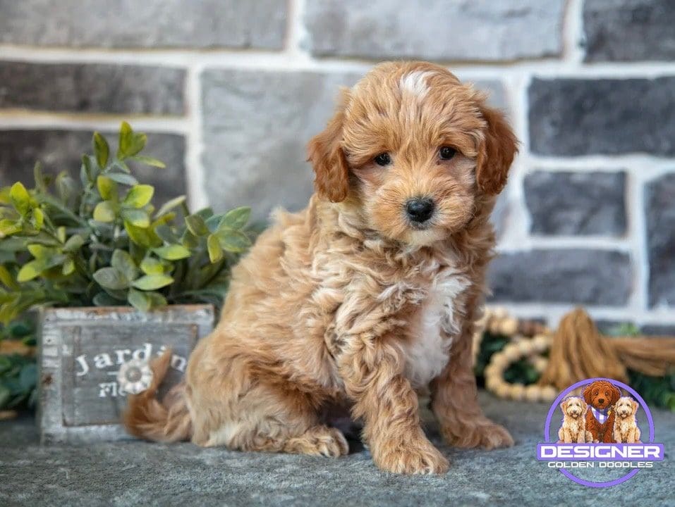 micro goldendoodle breeder FL