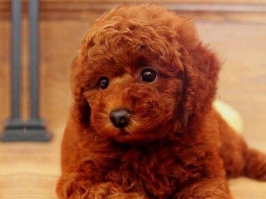 toy poodle relaxing at home