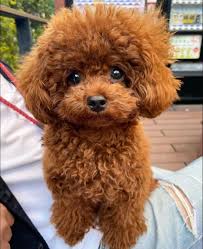 AKC toy poodle puppy