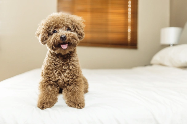 toy poodle playing with family