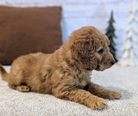 Best goldendoodle breeder Winter Park Florida Designer Mini Doodles USA #1