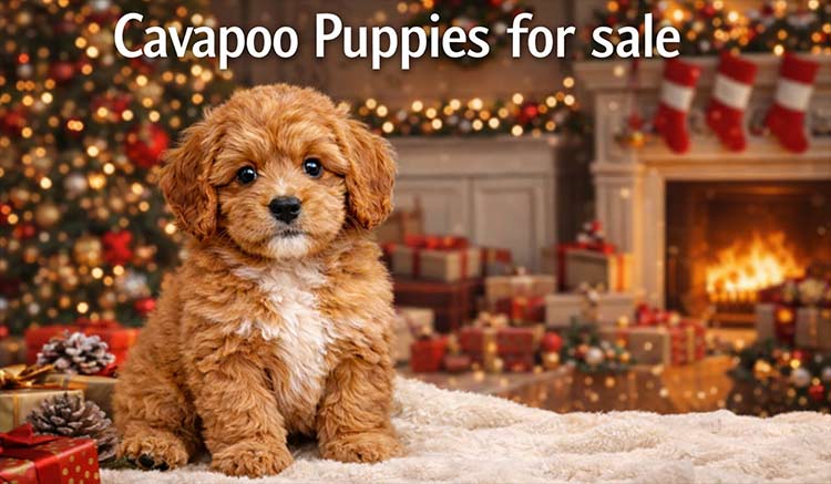 Cavapoo and mini doodle puppies raised in-home