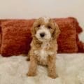 mini goldendoodle puppies