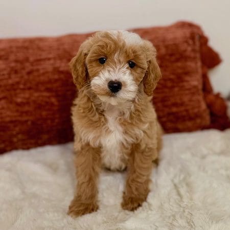 Sweet toy golden doodle puppy sitting happily