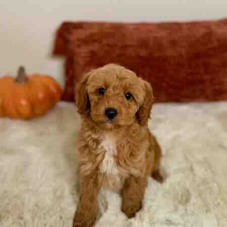Toy golden doodle puppy with soft fluffy coat