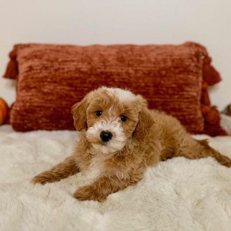 Apricot toy golden doodle puppy sitting calmly