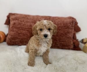 mini goldendoodle puppies