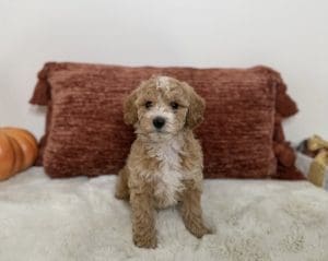 mini goldendoodle puppies