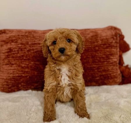 mini goldendoodle puppies