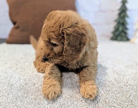 Mini goldendoodle puppy near Winter Park Florida Designer Mini Doodles