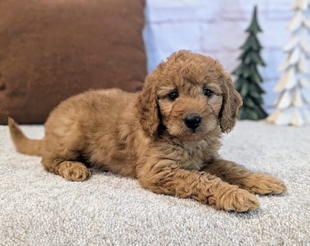 Mini goldendoodle Winter Park FL adorable puppy Designer Mini Doodles