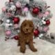 toy goldendoodle puppies
