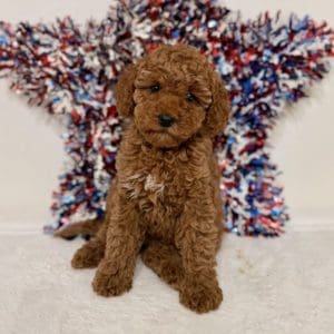 Micro goldendoodle puppies in Tampa