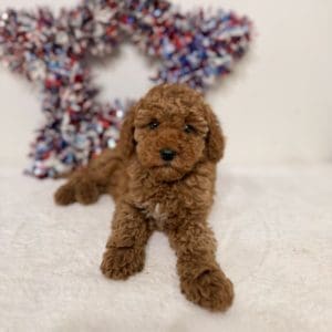 Micro mini doodle puppies Tampa