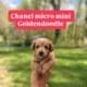micro mini goldendoodle puppies
