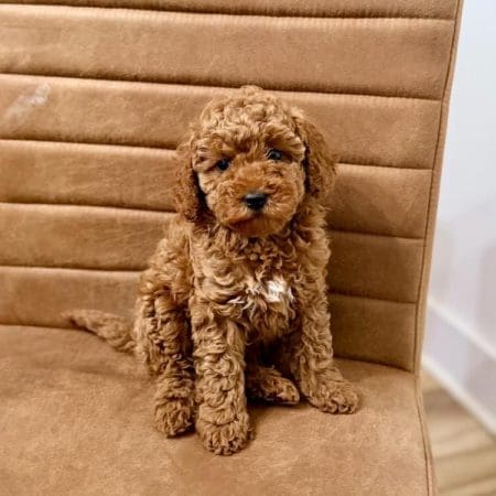 Micro goldendoodle breeders in Tampa