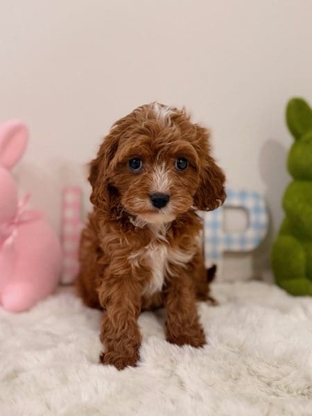 Mini goldendoodle puppies available in Florida
