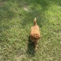 micro mini goldendoodle breeders