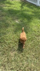 micro mini goldendoodle breeders